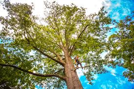 Best Commercial Tree Services  in Dryden, MI