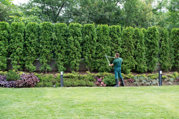 Best Lawn Renovation and Restoration  in Dryden, MI