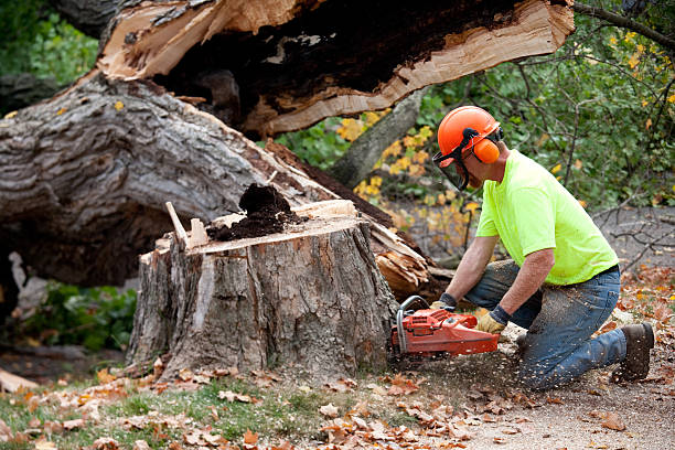 How Our Tree Care Process Works  in  Dryden, MI