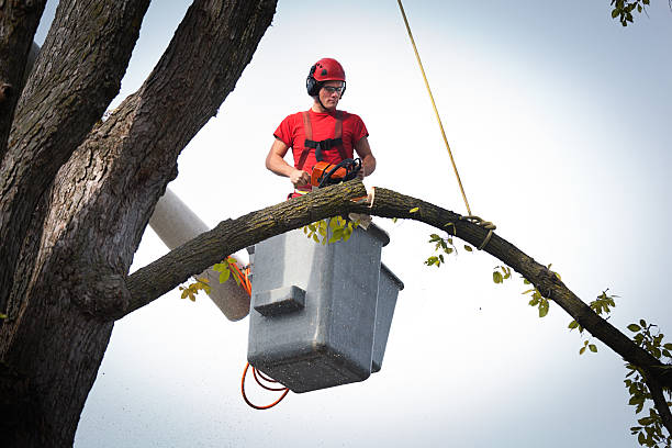 Best Tree Preservation Services  in Dryden, MI