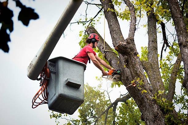 Best Stump Grinding and Removal  in Dryden, MI